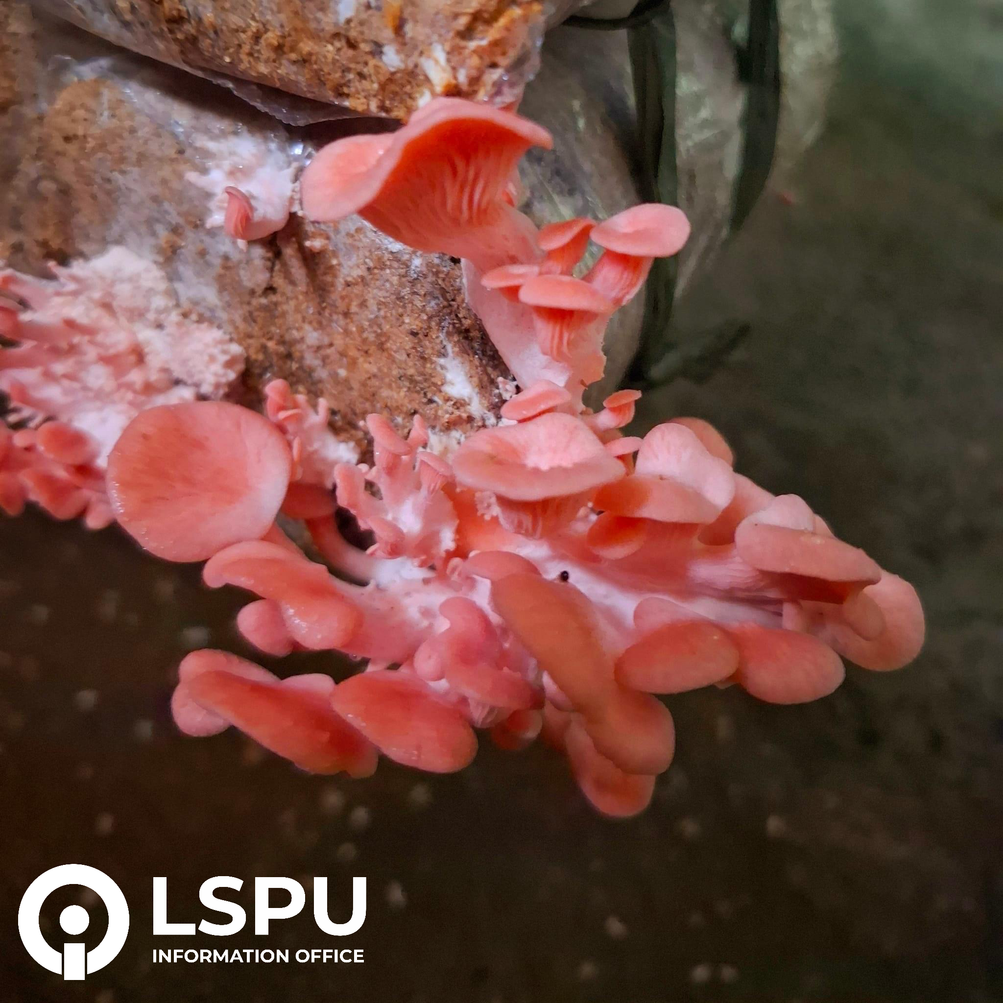 Pretty in Pink: Introducing the Aesthetic and Delicious Mushroom of LSPU